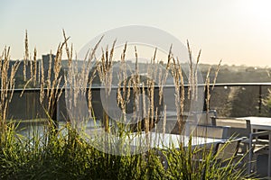 Backlighted straw growing