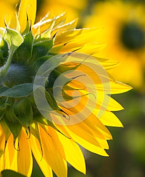 Backlighted sunflowers from Tuscany