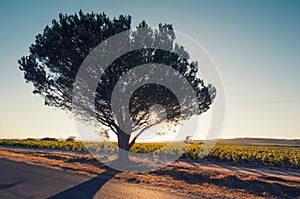 Backlighted tree,south africa