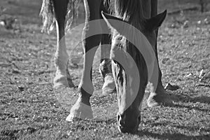 Backlighting, horse grazing BW