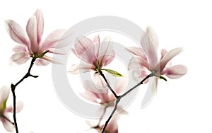 Backlighting Magnolia denudata flower photo