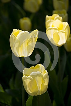 Backlighting, yellow tulips