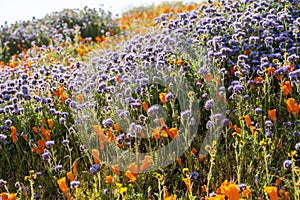 Backlit, afternoon sun view of orange poppies and lacy phacelia during the California wildflower super bloom