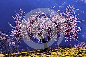 Backlit Almond Blossom photo