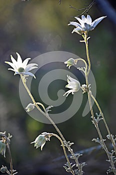 Backlit Australian Flannel Flowers