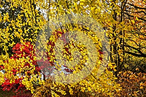 Backlit autumn leaves of golden yellows, orange, reds and brown