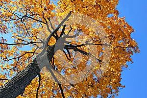 Backlit Autumn Oak Tree
