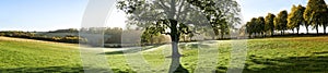 Backlit autumn tree with swing