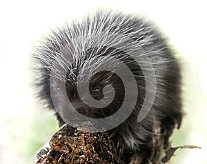 Backlit Baby Porcupine (Erethizon dorsatum)