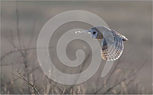 Backlit Barn Owl in Flight
