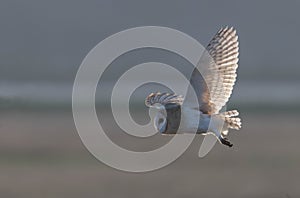 Backlit Barn Owl in Flight