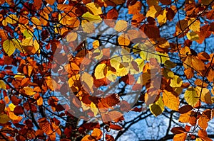 Backlit Beech Leaves in Autumn forming a pattern