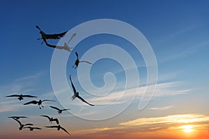 Backlit Birds snatching food in sky