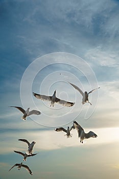 Backlit Birds snatching food in sky