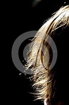 Backlit blond hair on a black background