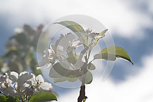 Backlit Blossoms Against Cloudy Sky