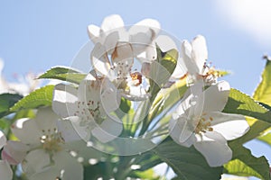 Backlit Blossoms Against Cloudy Sky