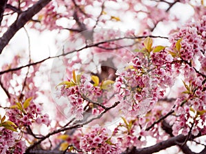 Backlit branches of pink Sakura flowers, Nagoya, Japan