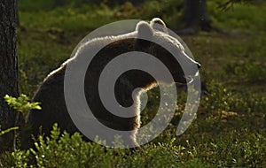 Backlit brown bear. Bear against a sun. Brown bear in back light. Lit by evening sun at summer forest