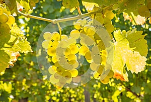 Backlit bunches of sauvignon blanc grapes hanging on vine in vineyard at harvest time