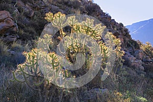 Backlit cactus on a hill near Chivay town in Peru