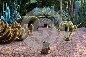 Backlit cactus plants at sunset, Majorelle garden in Marrakech, Morocco