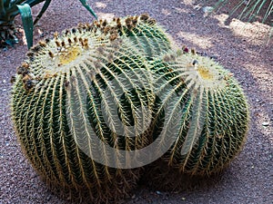 Backlit cactus plants at sunset, Majorelle garden in Marrakech, Morocco