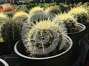 Backlit Cactus Succulent Variety at Local Market