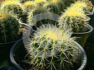 Backlit Cactus Succulent Variety at Local Market