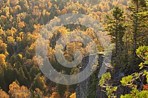 Backlit cliff with pines above trees in fall color on Oberg Moun