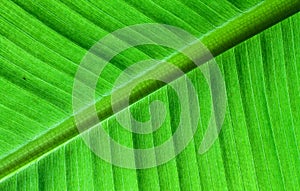Backlit close up details of fresh banana leaf structure as a natural texture green background