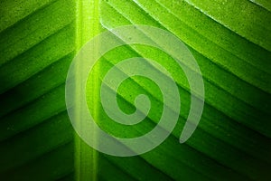 Backlit close up details of fresh banana leaf structure eco green texture background