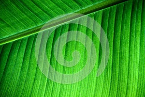 Green natural background: details fresh banana leaf structure with midrib diagonal to the frame and visible leaf veins and grooves photo