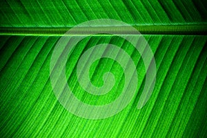 Backlit close up details of fresh banana leaf structure with midrib parallel to the frame on upper third and visible leaf veins photo