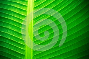 Backlit close up details of fresh banana leaf structure with midrib perpendicular to the frame