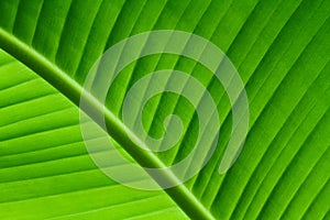 Backlit close up details of fresh green banana leaf structure as a natural texture green background