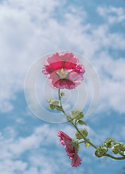 Backlit close-up hollyhock photo