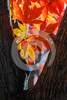 Backlit Closeup of Colorful Autumn Foliage