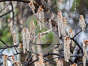 Backlit cluster of female European aspen or Quaking Aspen, Populus tremuloides, catkins, under the soft spring sun