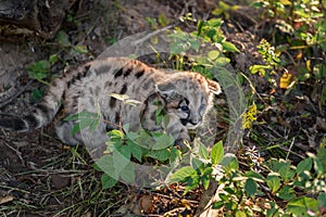 Backlit Cougar Kitten (Puma concolor) Ears Down Looks Right Autumn