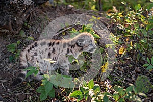 Backlit Cougar Kitten (Puma concolor) Looks Right Autumn