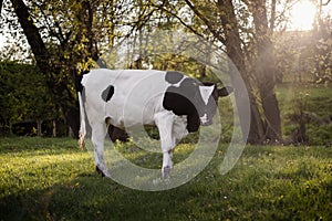 Backlit cow grazing in a field at sunset. Black and White Cow Looking at Camera.