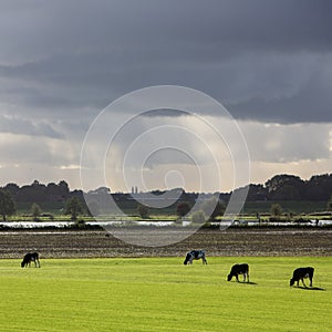 backlit cows in green grassy meadow and stormy sky over river rhine in holland near utrecht