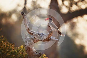 Backlit Crowned Hornbill, Lophoceros alboterminatus, an african bird with huge red beak, perched on branch against setting sun.