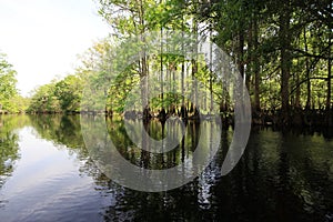 Backlit Cypress Trees on banks of Fisheating Creek near Palmdale, Florida.