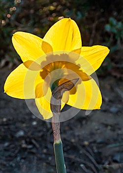 Backlit Daffodil