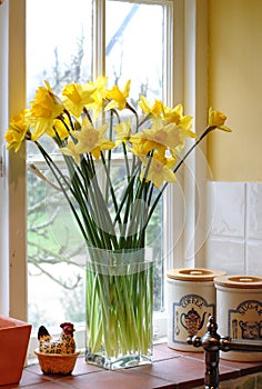 Backlit daffodils in a family kitchen