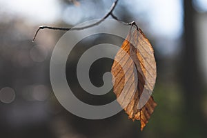 Backlit dead leaf in Autumn