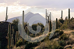 Backlit Desert Scene