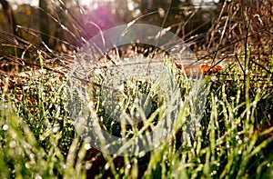Backlit dew covered grass sparkles in the morning sun.